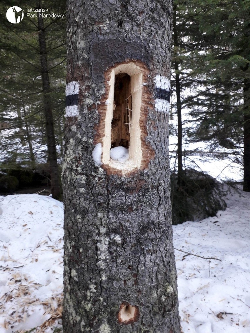 Otwory zrobione przez dzięcioła w tatrzańskich drzewach