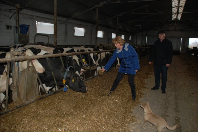 Hodowla krów mlecznych, produkcja mleka wymaga ogromnej pracy - zapewniają państwo Czynszowie