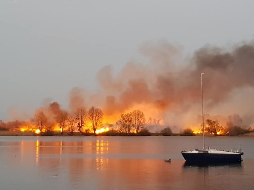 Potężny pożar trzcinowiska pod Wrocławiem [ZDJĘCIA]