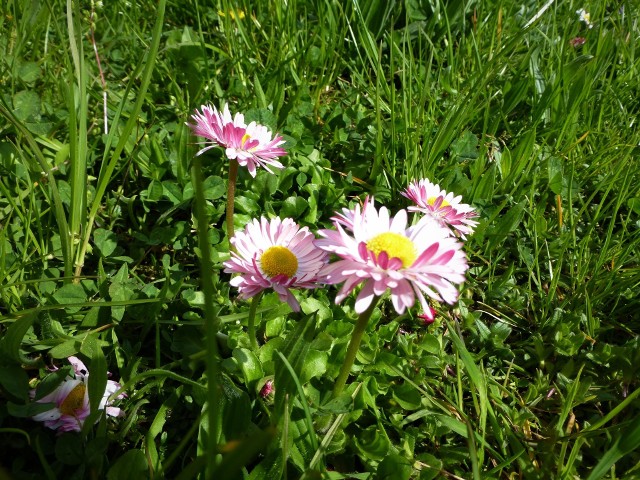 Stokrotki na trawnikuDla jednych stokrotki to najładniejsze kwiaty w bukiecie ślubnym, dla innych zwykły chwast.