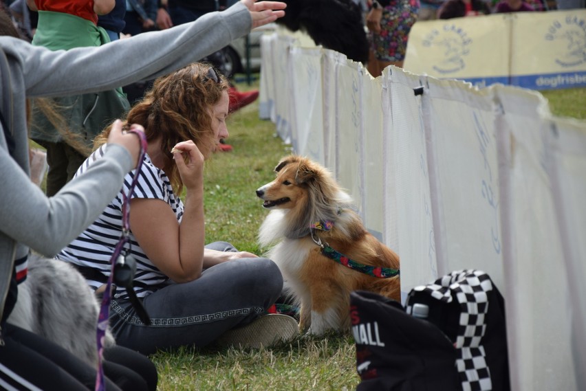 "Latające psy" w Gdyni. Szybujące czworonogi w Parku Kolibki