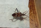 Wtyk amerykański - co to za chrząszcz pcha się do domów? Wyjaśniamy, czy trzeba się go bać