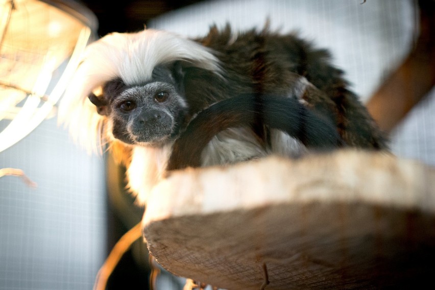 ZOOPARK - Lubelska Wystawa i Targi Zoologiczne w ten weekend (PROGRAM)