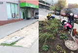 Poznań: Mieszkańcy obsadzili zielenią skwer przy ul. Szyperskiej. Koniec z dzikim parkowaniem