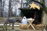 Żywa Szopka po raz pierwszy w krakowskim zoo. Będzie osiołek i dwukolorowe kozy walizerskie