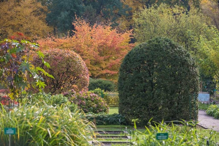 Ogród botaniczny UJ w jesiennej szacie [ZDJĘCIA]