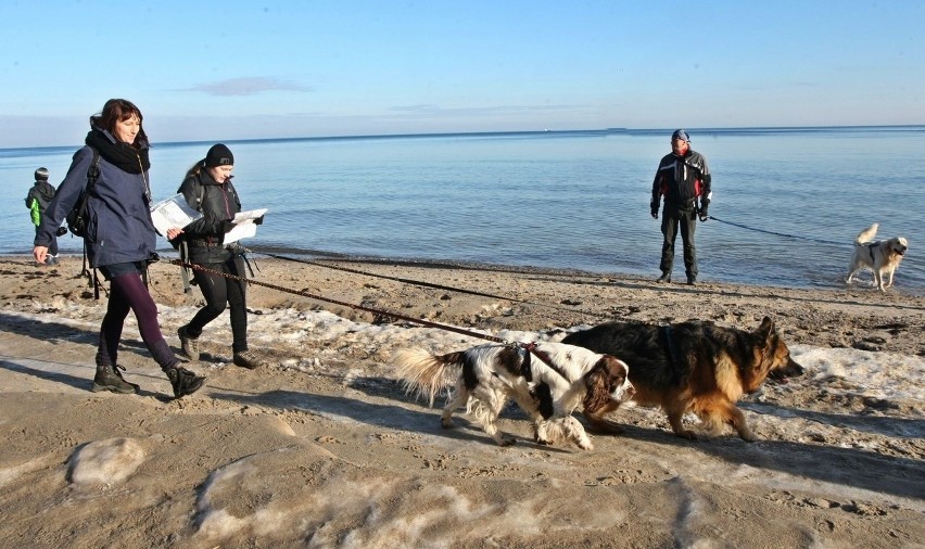 Pomorski Puchar Dogtrekkingu w Gdyni. Psy i ich właściciele maszerowali Polanką Redłowską [ZDJĘCIA]