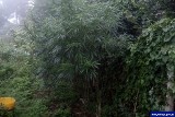 Policjanci z Elbląga pojechali sprawdzić, czy dziecko jest bezpieczne, znaleźli plantację marihuany i odurzonego narkotykami ojca