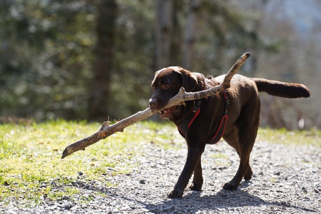Warto zabierać psy do lasu, trzeba jednak pamiętać o kilku praktykach, dzięki którym bezpieczni będą również inni mieszkańcy lasu.