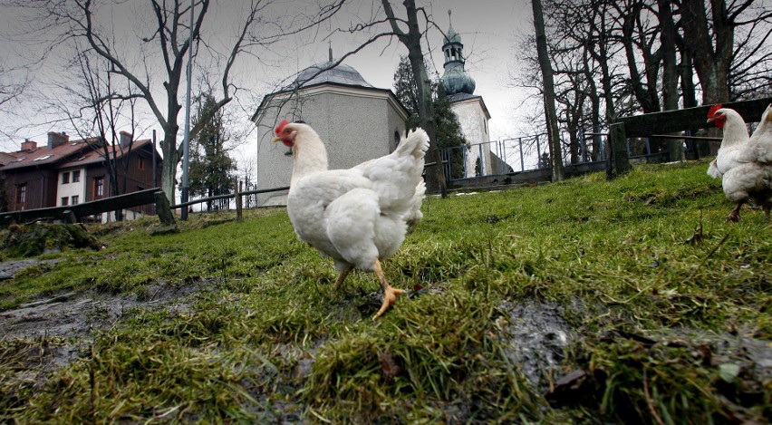 Oto najmniejsze wsie w powiecie poddębickim.