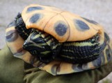 Wigierski Park Narodowy. Kanadyjski, drapieżny żółw został schwytany przez leśników