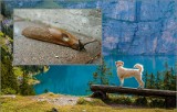 Żarłoczne ślimaki opanowały Dolny Śląsk. Zagrażają naszym psom i kotom