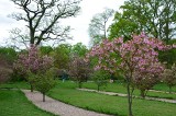 Oszałamiający pokaz kwitnącej wiśni w parku Szczytnickim. Aleja sakur to namiastka Japonii we Wrocławiu