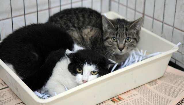 Koty czekają na adopcję w toruńskim schronisku