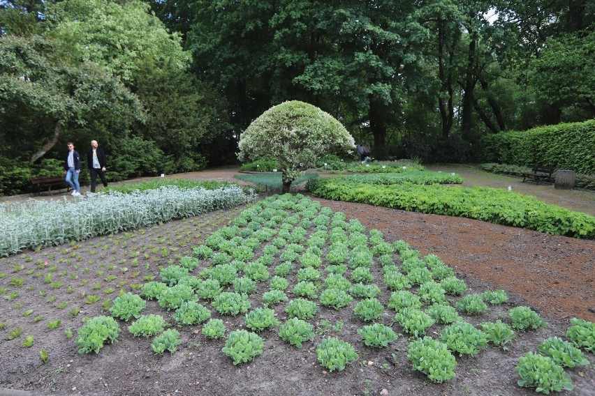 W Miejskim Ogrodzie Botanicznym w Zabrzu zwiedzający mogą...