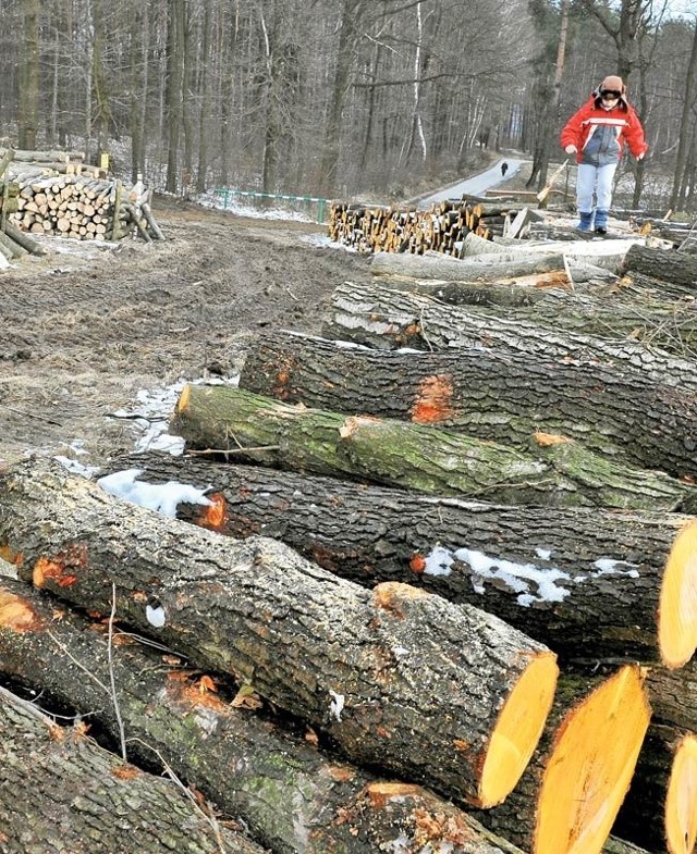 Drewno ze ściętych teraz olch może kupić, np.  firma zajmująca się produkcją mebli.