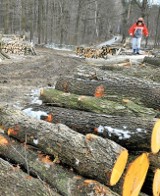 Mieszkańcy Słociny i Chmielnika: wycinają nam las     