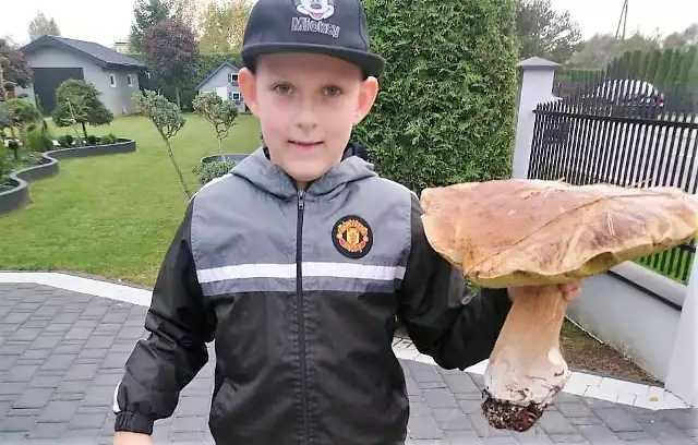 Prawdziwek ważył blisko 2 kg, a kapelusz mierzył 36 cm