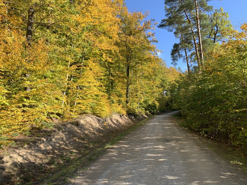 Zaklików, pow. stalowowolski, lasy porastają 64,2 proc....