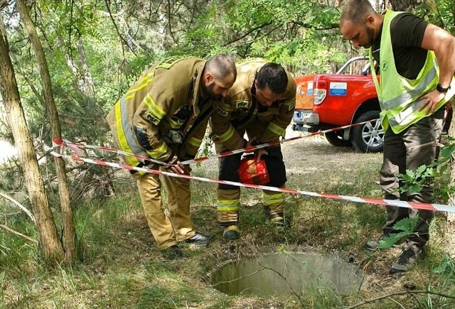 Strażacy i leśnicy ruszyli na pomoc bobrowi uwięzionemu w studzience w lesie w okolicy Łuczynowa w gminie Kozienice.