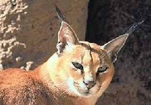 Koty gatunku Caracal są bardzo rzadkie i cenne.