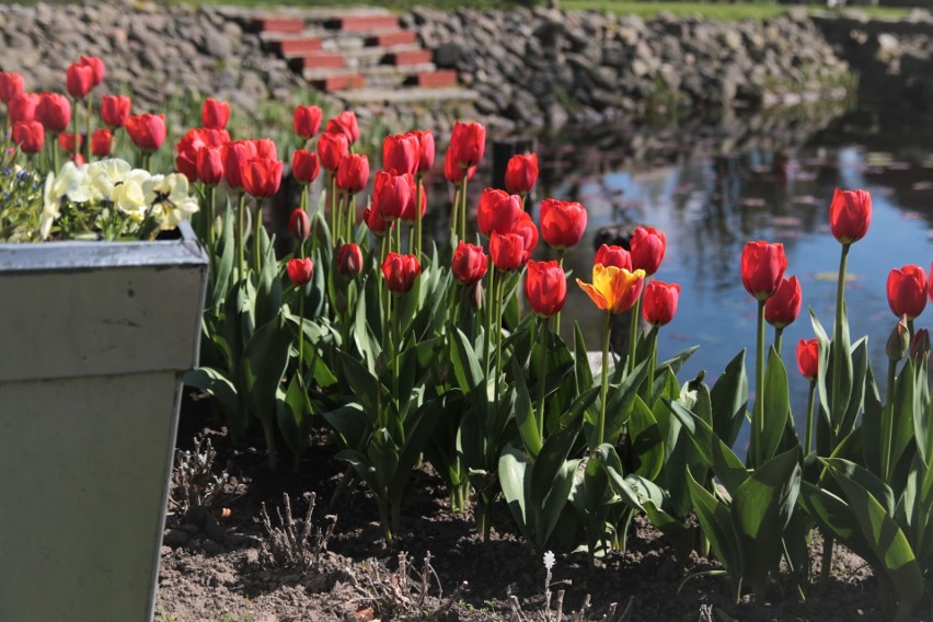 Tulipany na wiosennej rabacie...