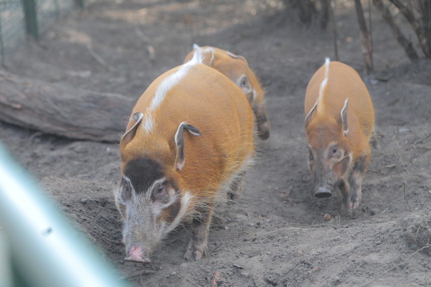 Urodziny Zoo w Poznaniu: Karmienie świń rzecznych i inne...