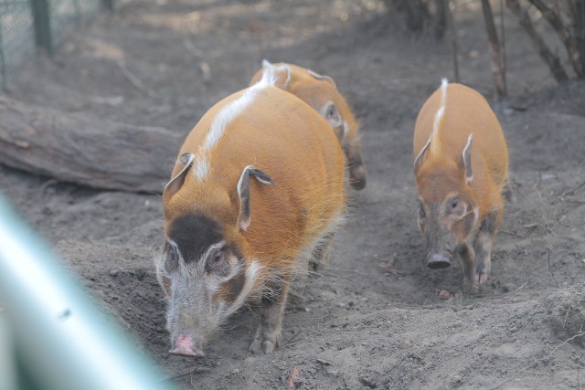 Urodziny Zoo w Poznaniu: Karmienie świń rzecznych i inne atrakcje