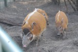 Urodziny Zoo w Poznaniu: Karmienie świń rzecznych i inne atrakcje [ZDJĘCIA]