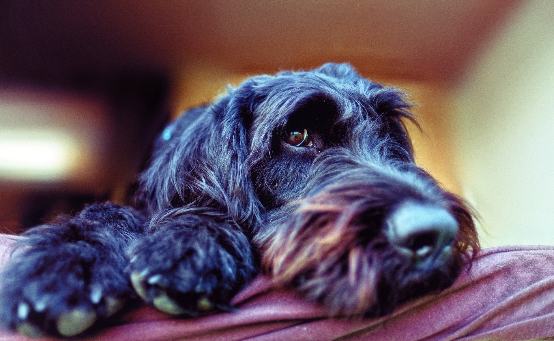 Psy dla alergików – z sierścią czy z włosem? Rasy psów, które najrzadziej  powodują uczulenie | Strona Zdrowia