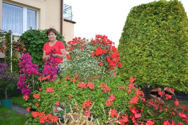 W przydomowym ogródku Stanisławy Maj dominują kwiaty