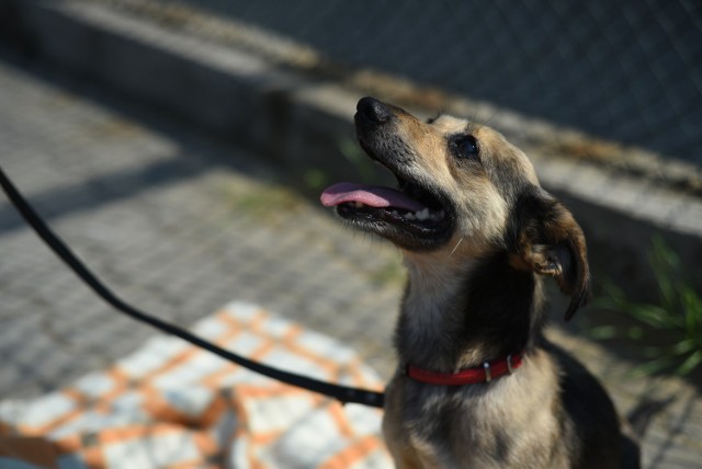W Zakładzie Karnym w Wojkowicach skazani za przemoc nad zwierzętami uczą się opieki nad psami, empatii i dbania o słabszego