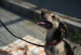 Wojkowice: Recydywiści na spacerniaku szkolą psy