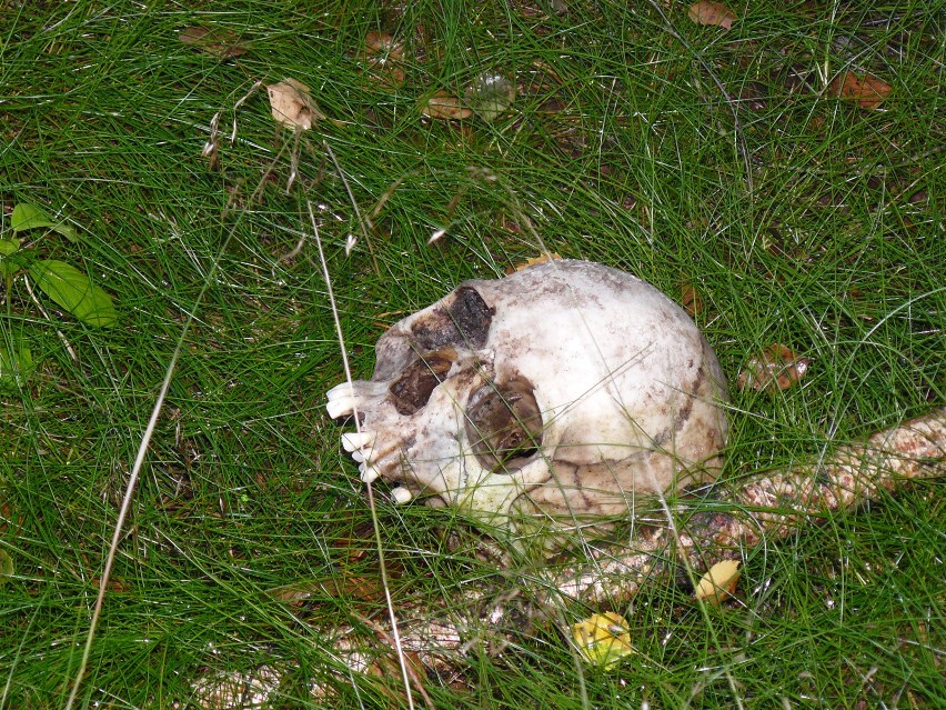 Zdjęcia z 2009 roku - z miejsca znalezienia szczątków...
