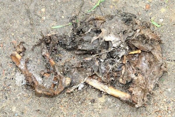 Te zwierzęce szczątki znaleziono za kratami...