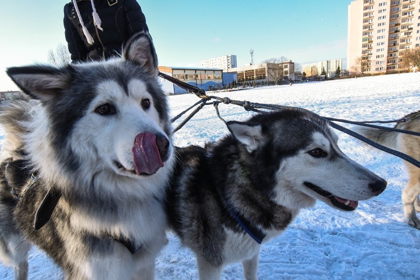 1. Siberian husky...