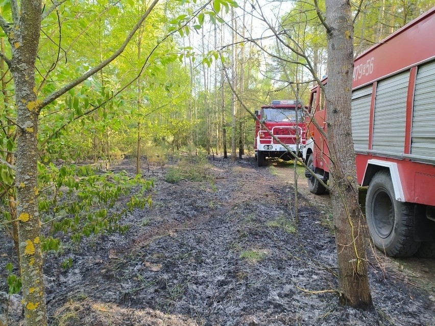 Wielki pożar w regionie! Paliły się łąki, lasy i zabudowania. Pożar lasu w gminie Drzewica gasił samolot