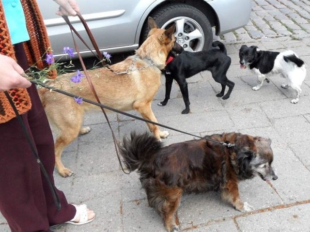 Psy podczas spaceru musimy trzymać na smyczy. Na zdjęciu: właścicielka swoje dwa prowadzi prawidłowo, ale dwa inne , nie wiadomo czyje, biegają luzem