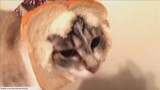 Zszokowany kot z kromką chleba... na głowie