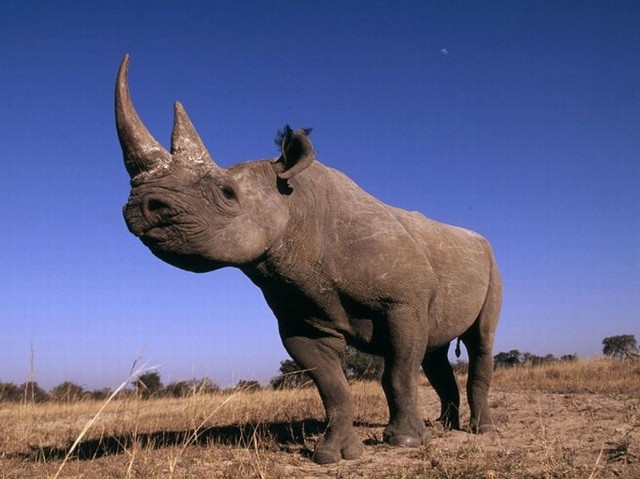 Nosorożce w Afryce często padają ofiarą kłusowników.