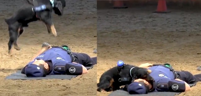 Pies reanimuje policjanta. Wideo z czworonogiem robiącym masaż serca podbija sieć.