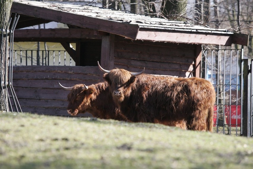 Śląski Ogród Zoologiczny