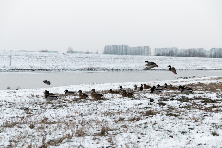 Zima 2016 - Kaczki nad Odrą
