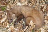 Kuna uratowana. Śmiercionośne wnyki zatrzymały zwierzę (zdjęcia)