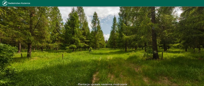 Nadleśnictwo Kozienice zaprasza na wirtualny spacer po lesie 