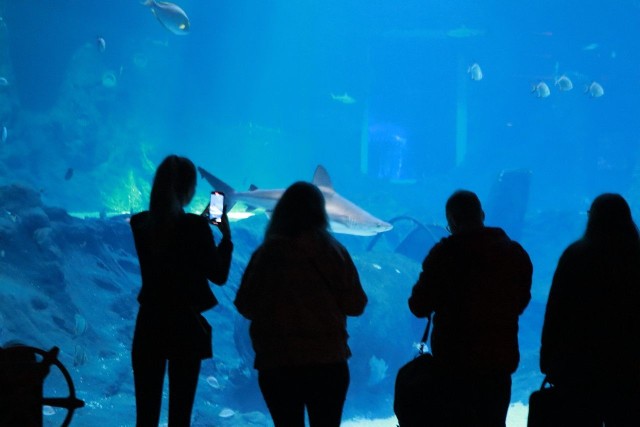 W niedzielę (18 września) łódzkie zoo obchodzi 84. urodziny. Z tej okazji w Orientarium ma się pojawić się piosenkarka Viki Gabor. Po południu spotka się fanami, a o godz. 20 da koncert w strefie oceanicznej obiektu.Informacja o koncercie zaniepokoiła łodzian, którzy w mediach społecznościowych nie żałowali słów oburzenia. Sprawą zajęli się też ekolodzy. Organizacja OTOZ Animals Łódź poinformowała o zagrożeniu dla zwierząt urzędników i organizatorów koncertu ze strony Viki Gabor. Zapowiada, że jeśli koncert się odbędzie, złoży doniesienie do prokuratury. - Koncert to ostatnia rzecz, która powinna być organizowana w takim miejscu - mówi Klaudia Kwiatkowska z OTOZ Animals Łódź.CZYTAJ DALEJ>>>.