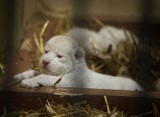 Zoo w Borysewie: Małe lwy mają już prawie miesiąc. Znamy ich płeć [WIDEO]