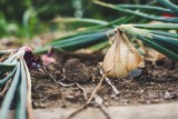 Czy już pora wyrywać cebulę z ziemi? Podpowiadamy, jak ją suszyć, by dobrze przechowała się przez najbliższy rok