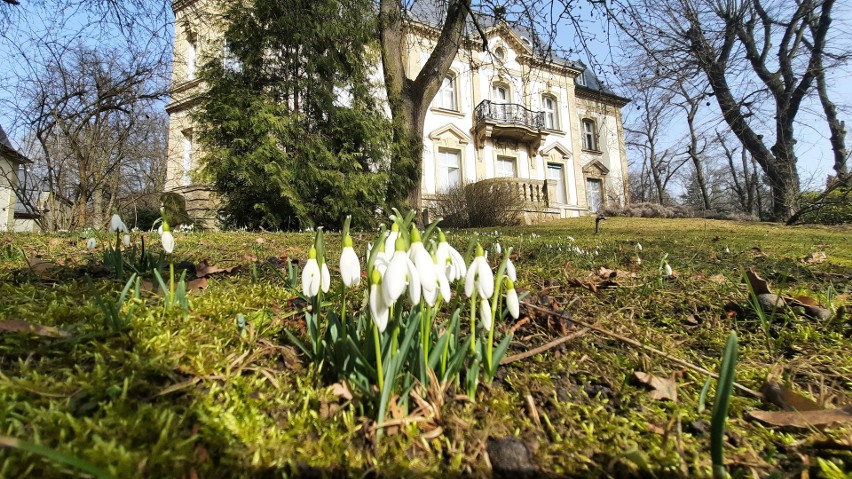 Tajemniczy ogród w Gorzowie już przywitał wiosnę. Zobaczcie...