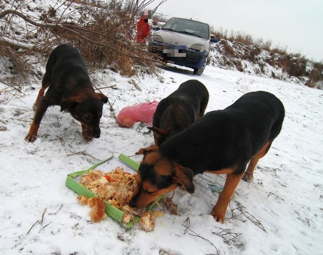 Codziennie ktoś dawał psom jeść. Dwa z kundli widocznych na zdjęciu zginęły w niewyjaśnionych okolicznościach.